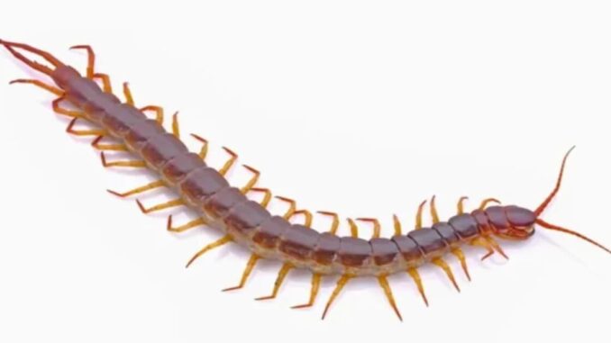 Centopeia