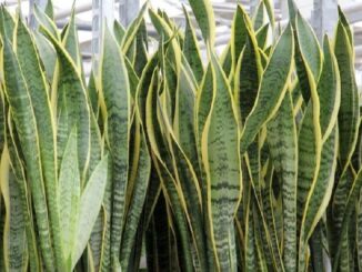 plantas tóxicas