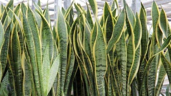 plantas tóxicas