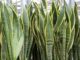 plantas tóxicas