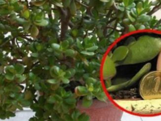 Planta do Jade: Tenha sempre em seu lar
