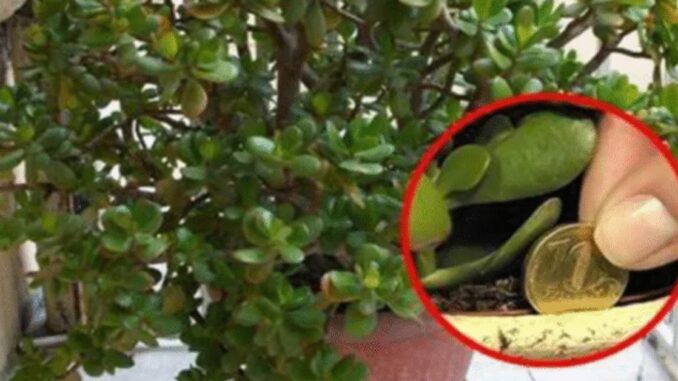 Planta do Jade: Tenha sempre em seu lar