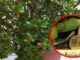 Planta do Jade: Tenha sempre em seu lar