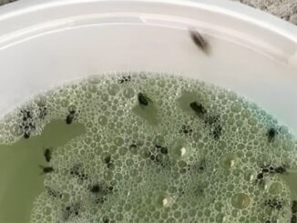 Como Eliminar Insetos na Cozinha