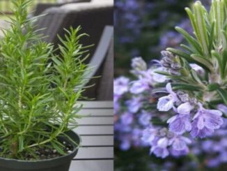 Como Cultivar Alecrim