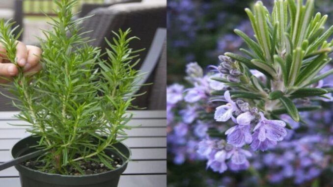 Como Cultivar Alecrim