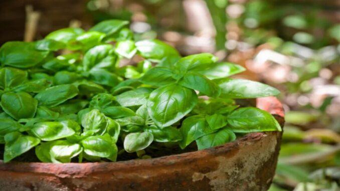 Cultivar manjericão