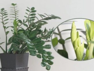 Fertilizante para Zamioculcas