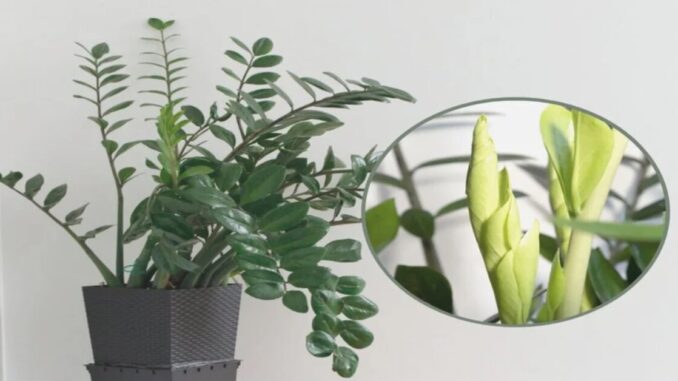 Fertilizante para Zamioculcas