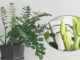 Fertilizante para Zamioculcas