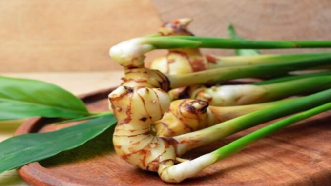 Saiba como cultivar gengibre