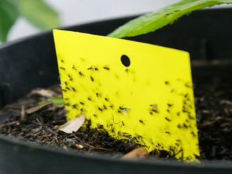 Cuidar de plantas