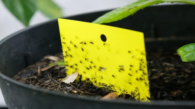 Cuidar de plantas